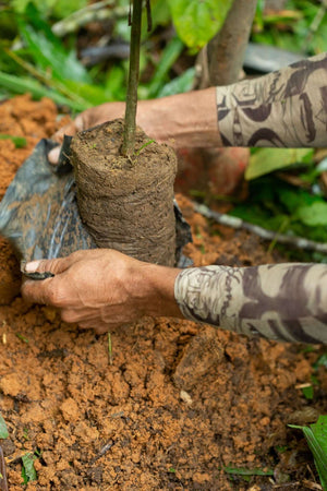 plant a tree, reforestation, support farmer communities
