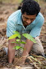 plant a tree, reforestation, support farmer communities