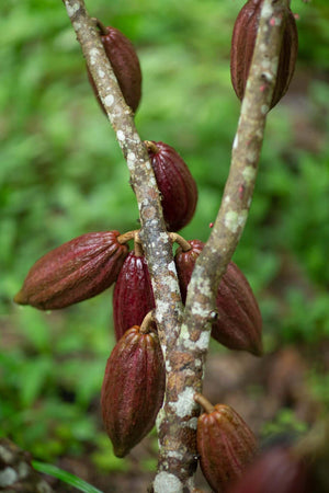 plant a tree, reforestation, support farmer communities